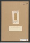 Amphora bistriata Lend.-Fortm. (de-Toni-Nr.: Genus 36, Species 1632) Zeichnungen Sammlung Grunow Nr. 3112 (NHMW-BOT-W0370536)
